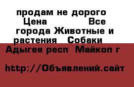 продам не дорого › Цена ­ 10 000 - Все города Животные и растения » Собаки   . Адыгея респ.,Майкоп г.